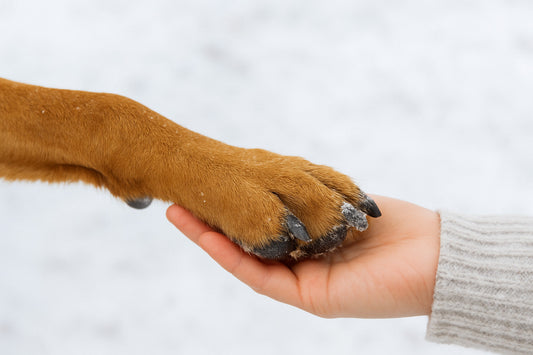 🐾 Sanfte Pfoten im Winter – so schützt du deinen Hund vor Kälte, Salz & Schnee ❄️