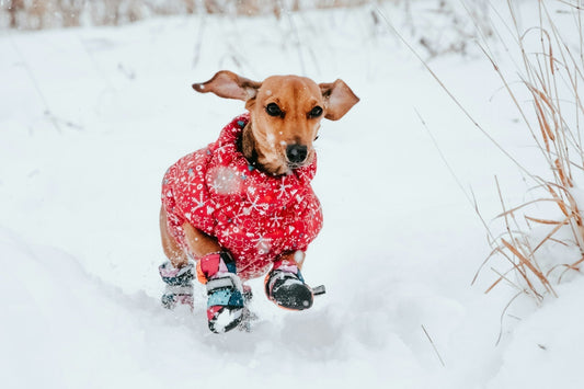 👉 Natürlich stark: Immunsystem beim Hund im Winter stärken