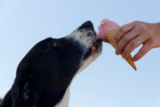 🐾 Abkühlung gefällig? 3 einfache Eisrezepte für Hunde – gesund & lecker!